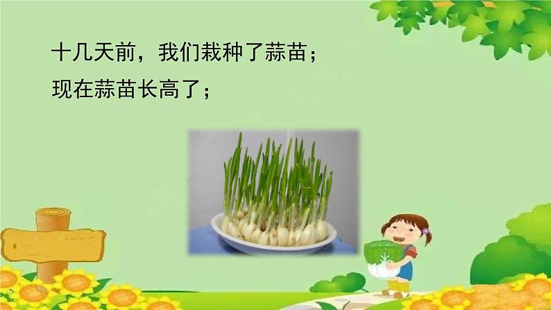 北师大版数学四年级下册 6.3《栽蒜苗（二）》课件05