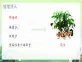 北师大版小学数学1下 三.生活中的数数花生.第一课时 课件