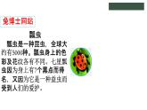 冀教版数学二年级上册7.1 7的乘法口诀课件