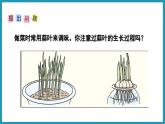 综合与实践   蒜叶的生长（课件）2023--2024学年苏教版五年级下册数学