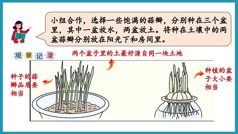 综合与实践   蒜叶的生长（课件）2023--2024学年苏教版五年级下册数学04