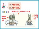 综合与实践   蒜叶的生长（课件）2023--2024学年苏教版五年级下册数学