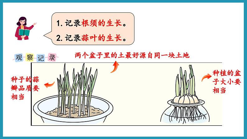 综合与实践   蒜叶的生长（课件）2023--2024学年苏教版五年级下册数学05