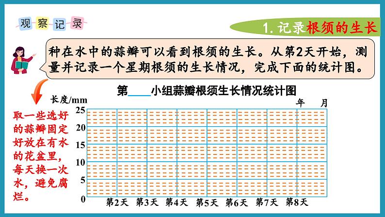 综合与实践   蒜叶的生长（课件）2023--2024学年苏教版五年级下册数学06