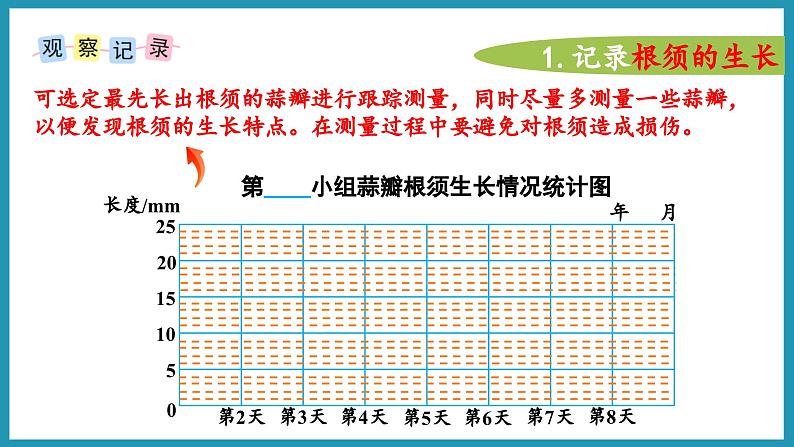 综合与实践   蒜叶的生长（课件）2023--2024学年苏教版五年级下册数学07