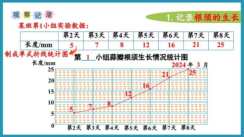 综合与实践   蒜叶的生长（课件）2023--2024学年苏教版五年级下册数学08