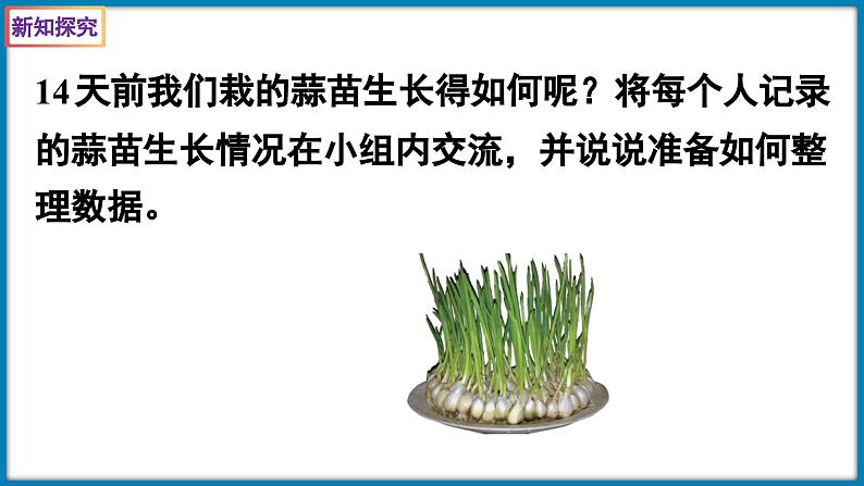 6.2 栽蒜苗（一）（课件）-2023-2024学年四年级下册数学北师大版第4页