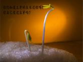 西南師大版五年級(jí)數(shù)學(xué)下冊(cè) 6 折線統(tǒng)計(jì)圖 綜合與實(shí)踐 發(fā)豆芽 (課件)
