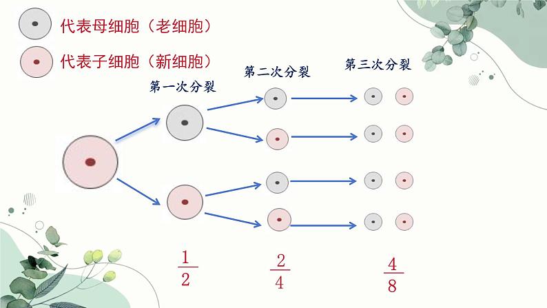 人教版五年级下册数学《分数的基本性质》（课件）02