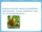蘇教版數(shù)學(xué)三年級(jí)下冊(cè)1.2《兩位數(shù)乘兩位數(shù)的筆算（不進(jìn)位）》課件+教案+分層練習(xí)+任務(wù)清單