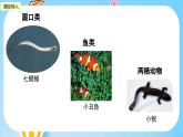 冀教版小学数学六年级上册1.2《分数和百分数的大小比较及互化》课件