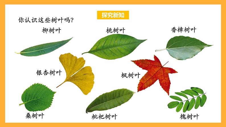苏教版六年级数学上册 第三单元 第9课时 《树叶中的比》 课件第6页
