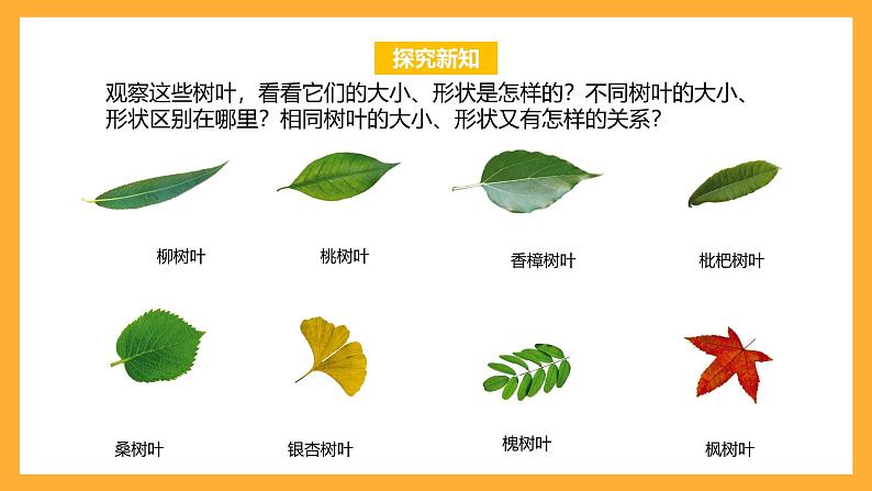 苏教版六年级数学上册 第三单元 第9课时 《树叶中的比》 课件第7页