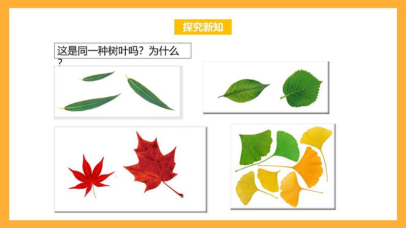 苏教版六年级数学上册 第三单元 第9课时 《树叶中的比》 课件第8页