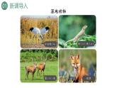 新人教版數(shù)學(xué)三年級上冊4.1.1 三位數(shù)加三位數(shù)（1） 課件