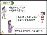 数学好玩（2） 寻找身体上的数学“秘密”（课件）-2024-2025学年二年级上册数学北师大版
