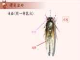 13、图形的剪拼-2024-2025学年度小学一年级奥数 全套教学课件PPT  陕西人民教育出版社