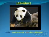 《線描畫中的黑白對比》精品課件