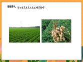 4.1 身边的数（课件）-2024-2025学年一年级下册数学北师大版