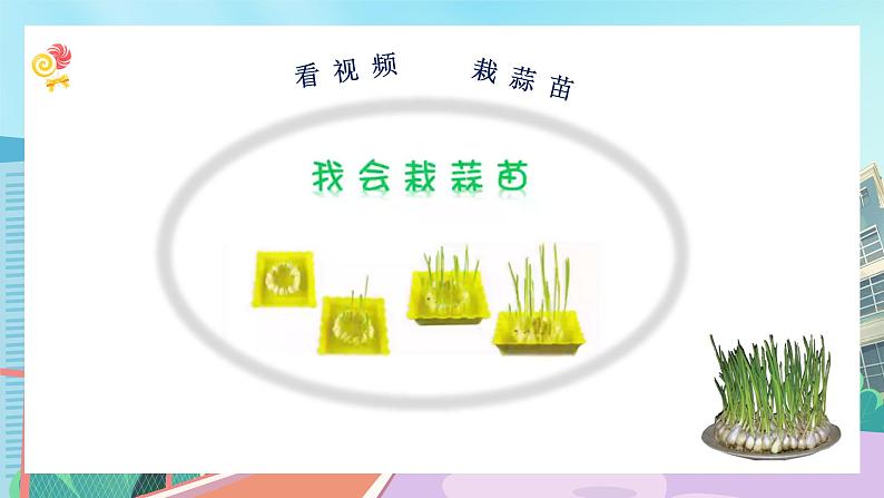 【核心素养】北师大版小学数学四年级下册 第六单元《栽蒜苗（一）》课件第3页