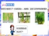 北師大版數(shù)學(xué)四年級(jí)下冊(cè) 6.2《栽蒜苗（一）》課件+教案