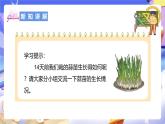 北師大版數(shù)學(xué)四年級(jí)下冊(cè) 6.2《栽蒜苗（一）》課件+教案