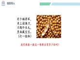 北师大版（2024）一年级数学下册课件 4.3 数豆子