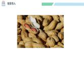 北师大版（2024）一年级数学下册课件 4.1 身边得数