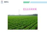 北师大版（2024）一年级数学下册课件 4.1 身边得数