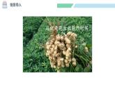 北师大版（2024）一年级数学下册课件 4.1 身边得数