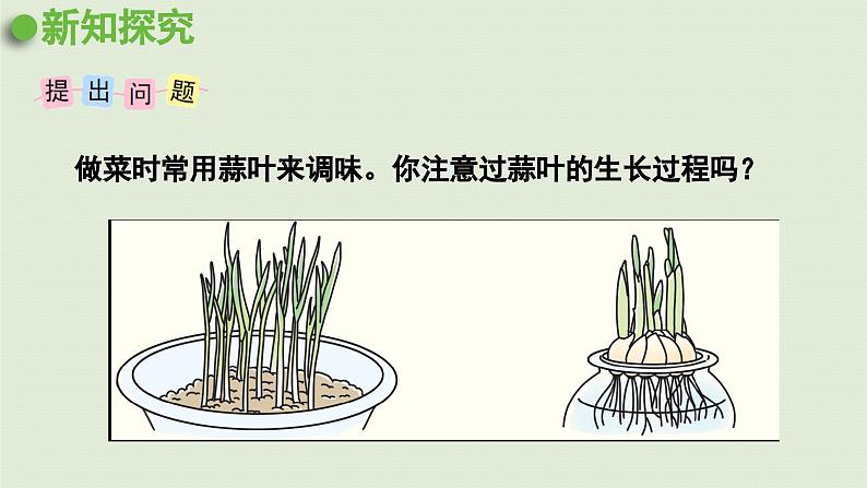 2025春苏教版数学五年级下册第二单元 综合与实践   蒜叶的生长课件第4页