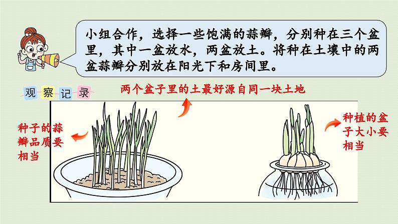 2025春苏教版数学五年级下册第二单元 综合与实践   蒜叶的生长课件第5页