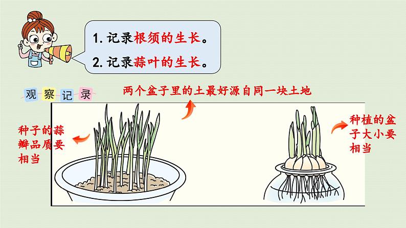 2025春苏教版数学五年级下册第二单元 综合与实践   蒜叶的生长课件第6页