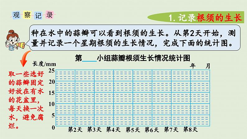 2025春苏教版数学五年级下册第二单元 综合与实践   蒜叶的生长课件第7页