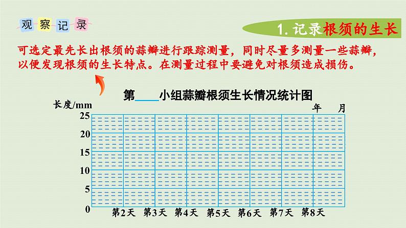 2025春苏教版数学五年级下册第二单元 综合与实践   蒜叶的生长课件第8页