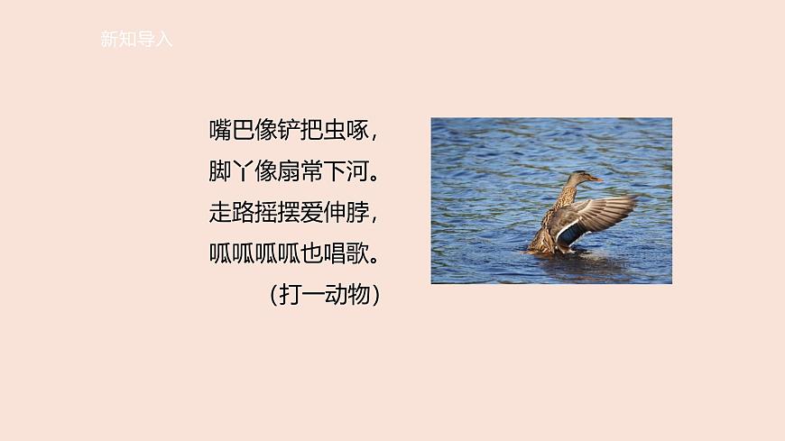 第1课时 走进美丽乡村（1）-课件--小学数学一年级上册北师大版（2024）（19页）第4页