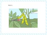 【新課標核心素養(yǎng)】北師大版數(shù)學(xué)一年級下冊4.3《數(shù)豆子》（教學(xué)課件+同步教案）