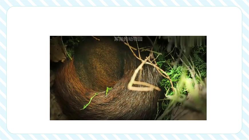 北师大版新版一年级下册5.2《采松果》（课件）第4页