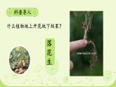 4.1 身邊的數(shù)（課件）-2024-2025學(xué)年一年級下冊數(shù)學(xué)北師大版
