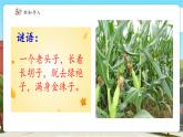 【新課標(biāo)核心素養(yǎng)】冀教版數(shù)學(xué)五年級(jí)上冊(cè)第7單元第5課時(shí)《估算玉米收入》（課件+教案+大單元整體設(shè)計(jì)）