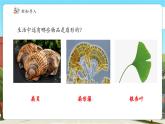【新課標核心素養(yǎng)】冀教版數(shù)學六年級上冊第1單元第4課時《扇形的認識》（課件+教案+大單元整體教學設計）