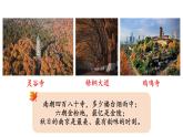 蘇教版六年級數(shù)學(xué)上冊《樹葉中的比》公開課課件