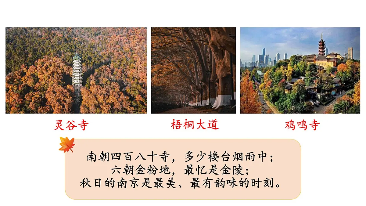 苏教版六年级数学上册《树叶中的比》公开课课件第4页