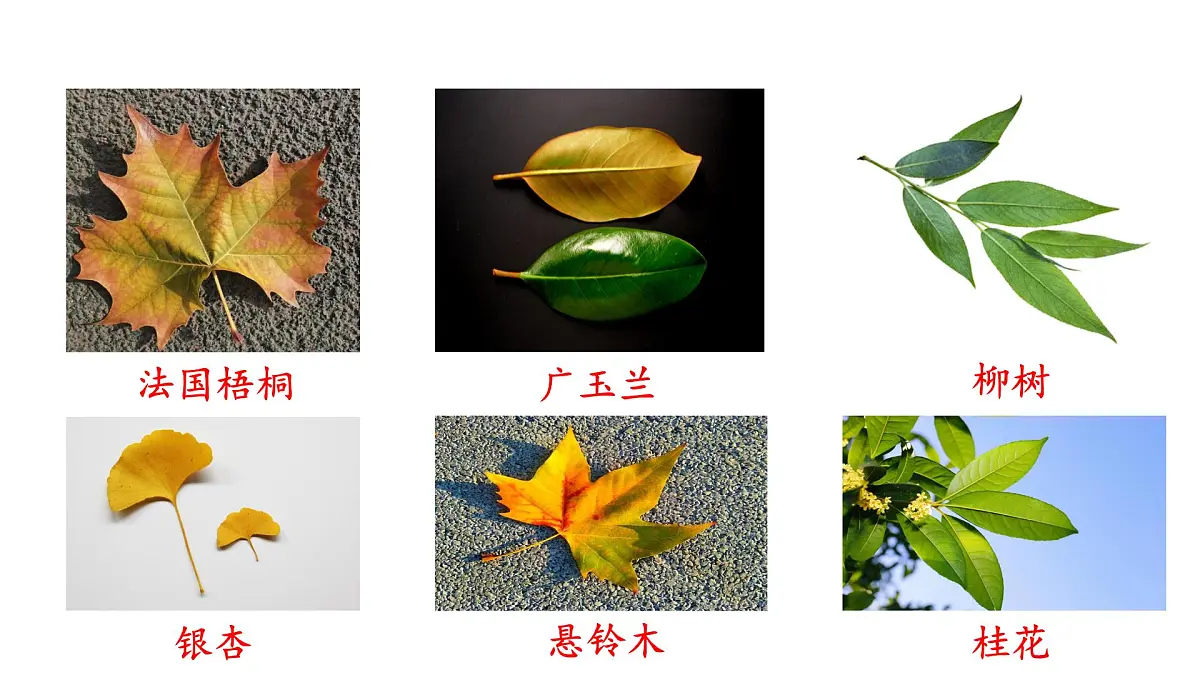 苏教版六年级数学上册《树叶中的比》公开课课件第5页