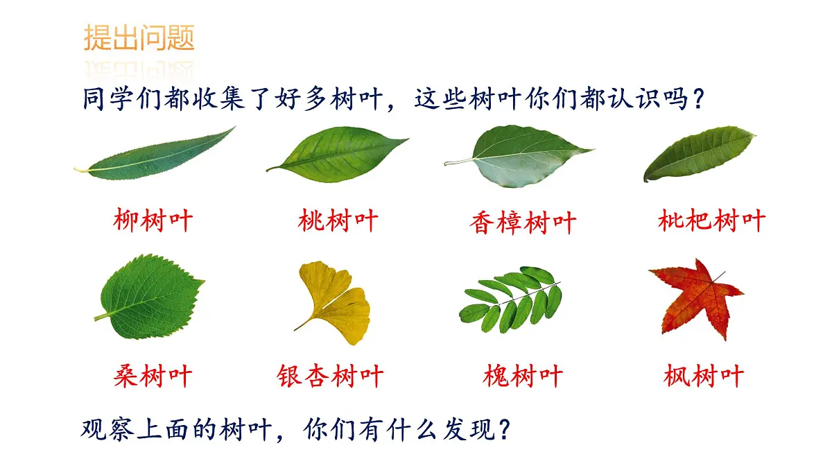 苏教版六年级数学上册《树叶中的比》公开课课件第8页