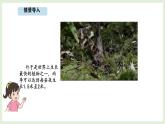 7.5 竹子的生長(zhǎng) (課件)2025-2026學(xué)年北師大三年級(jí)數(shù)學(xué)上冊(cè)