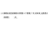 小學(xué)數(shù)學(xué)新北師大版二年級上冊第四單元易錯集錦作業(yè)課件（含答案）（2025秋）