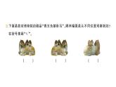 小學(xué)數(shù)學(xué)新北師大版三年級(jí)上冊(cè)第四單元易錯(cuò)集錦作業(yè)課件（含答案）（2025秋）