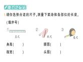 小學(xué)數(shù)學(xué)新人教版二年級(jí)上冊(cè)身體上的尺子第1課時(shí)　身體上的長(zhǎng)度作業(yè)課件（2025秋新版）
