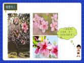 冀教版二年級上冊數(shù)學(xué) 第四單元乘法口訣第1課時2-5的乘法口訣（一）課件